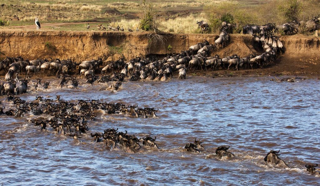 Best Time to Visit Masai Mara for the Great Wildebeest Migration