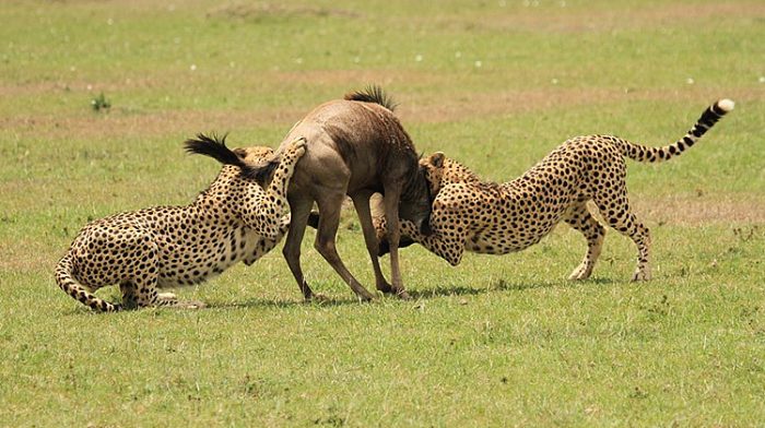 Amboseli Safari vs. Masai Mara Safari: Key Differences Explained