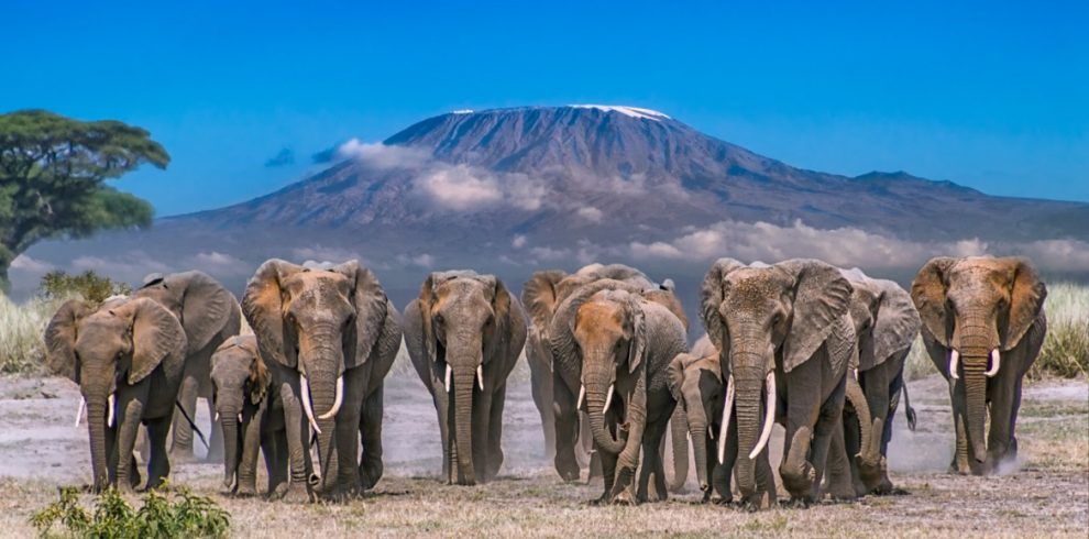 Why Amboseli is the Best Place in Africa to See Elephants
