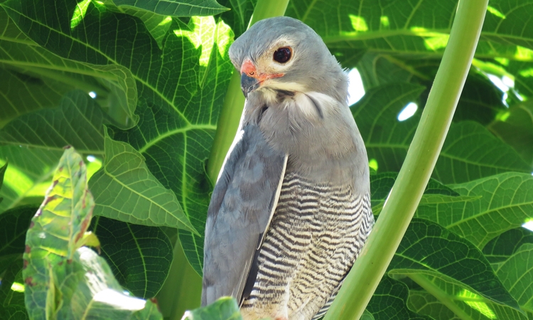 Birdwatching in Amboseli National Park: A Hidden Gem for Bird Lovers