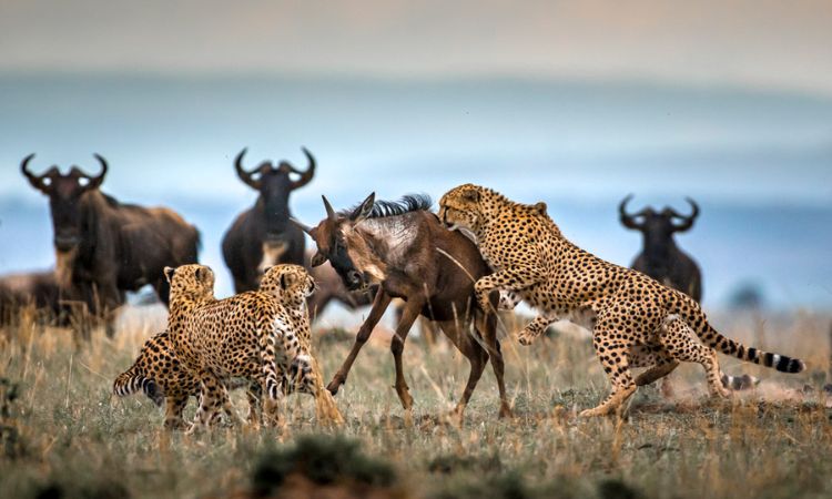 Masai Mara Safari vs. Serengeti: Which One Should You Choose?