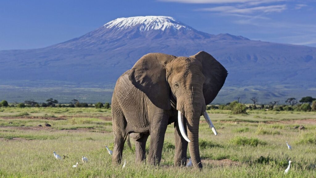 Amboseli National Park: The Land of Giants with Mount Kilimanjaro Views