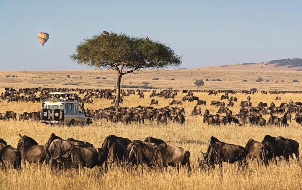 Maasai Mara Safari: 10 Reasons It’s Africa’s Ultimate Safari Destination | Woodsy Adventures