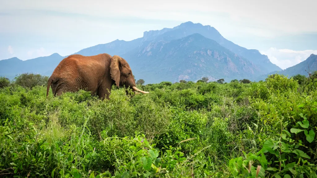 Tsavo East vs. Tsavo West: Which Park is Best for You?